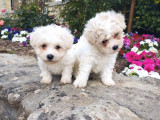 2 chiots Bichons Frisés LOF disponibles à l’achat