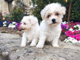 2 chiots Bichons Frisés LOF disponibles à l’achat