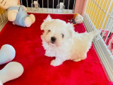 4 chiots Bichons Maltais à réserver (LOF)