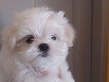 4 chiots Bichons Maltais à réserver (LOF)