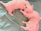 4 chiots Bichons Maltais à réserver (LOF)