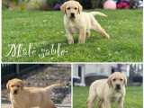 1 chiot mâle Labrador sable LOF à vendre