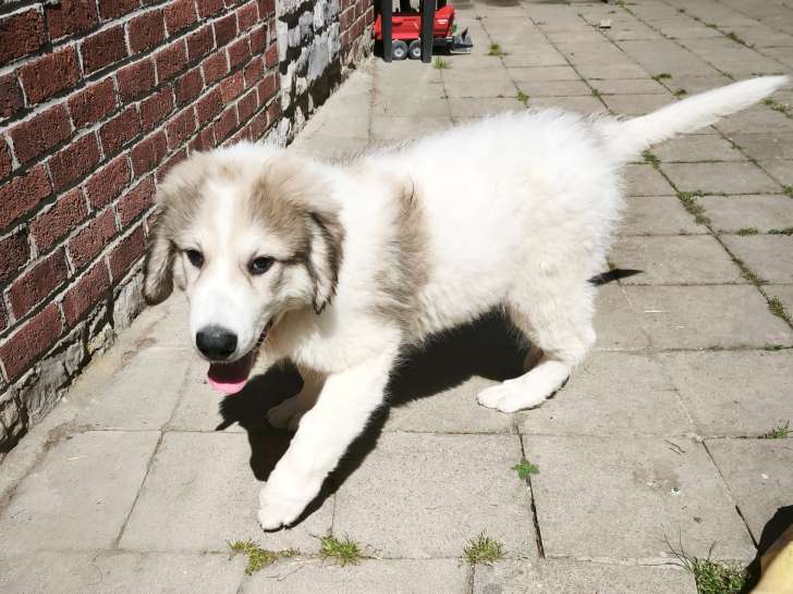 Chiots Montagne des Pyrénées à vendre