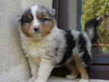 À réserver, 4 chiots Bergers Australiens (LOF)