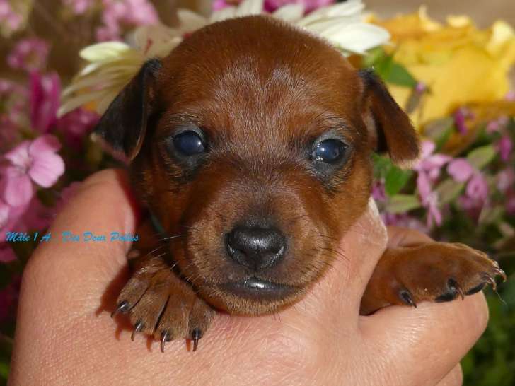 Chiots Pinscher Nain inscrits au LOF à vendre