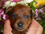 Chiots Pinscher Nain inscrits au LOF à vendre