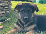 À vendre, chiots Bergers Allemands LOF