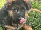 À vendre, chiots Bergers Allemands LOF
