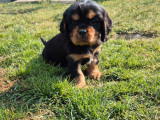 À réserver, 3 chiots mâles Cavalier King Charles (LOF)