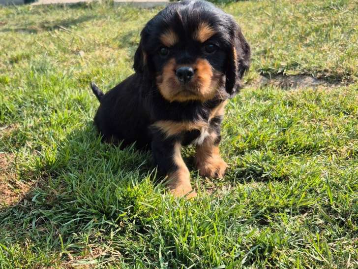 À réserver, 3 chiots mâles Cavalier King Charles (LOF)