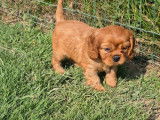 À réserver, 3 chiots mâles Cavalier King Charles (LOF)