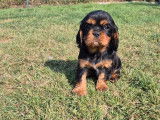 À réserver, 3 chiots mâles Cavalier King Charles (LOF)