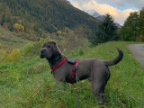 Mâle Shar-Peï bleu LOF disponible pour saillie