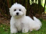 1 chiot mâle Coton de Tuléar LOF à vendre