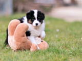 À vendre, 9 chiots Bergers Australiens (LOF)