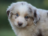 1 chiot mâle Berger Américain Miniature LOF à réserver