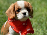 5 chiots femelles Cavalier King Charles LOF disponibles à l’achat