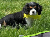 5 chiots femelles Cavalier King Charles LOF disponibles à l’achat