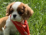 5 chiots femelles Cavalier King Charles LOF disponibles à l’achat
