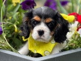 5 chiots femelles Cavalier King Charles LOF disponibles à l’achat