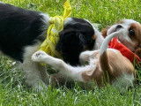 5 chiots femelles Cavalier King Charles LOF disponibles à l’achat