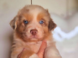1 chiot mâle Berger Australien disponible à la vente (LOF)