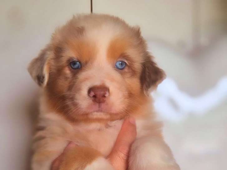 1 chiot mâle Berger Australien disponible à la vente (LOF)