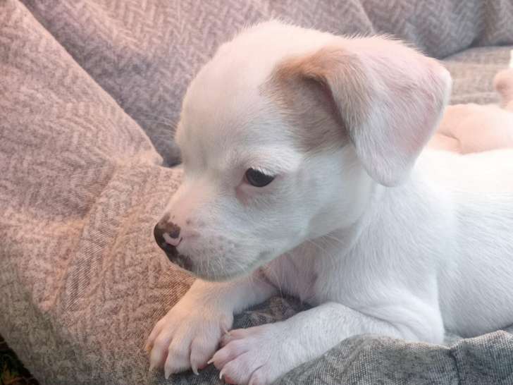 Chiots Jack Russell à vendre
