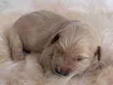 7 chiots Golden Retriever LOF nés en mai 2025, 3 mâles et 4 femelles à réserver