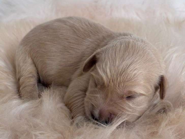 7 chiots Golden Retriever LOF nés en mai 2025, 3 mâles et 4 femelles à réserver