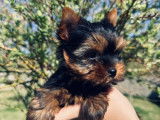 À réserver, 3 chiots Yorkshire Toy (LOF)