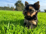 Chiots Yorkshire Toy disponibles à l’achat (LOF)