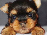 Chiots Yorkshire Toy disponibles à l’achat (LOF)