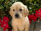 À vendre, 6 chiots Golden Retriever LOF