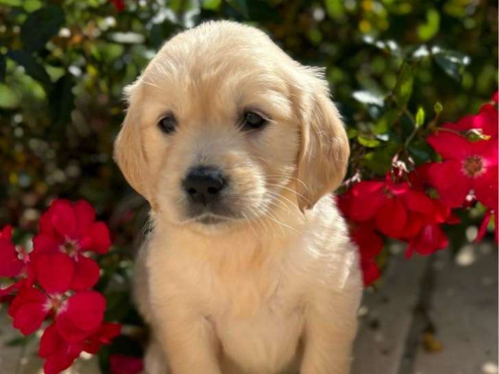 À vendre, 6 chiots Golden Retriever LOF