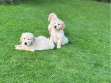 À vendre, 6 chiots Golden Retriever LOF