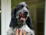 Chiot mâle Cocker Anglais LOF disponible à la réservation
