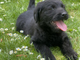 Chiots mâles Labradoodle à vendre
