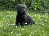 Chiot mâle Labradoodle à vendre