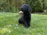 Chiot mâle Labradoodle à vendre