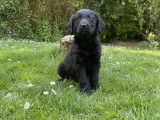Chiot mâle Labradoodle à vendre