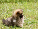 1 chiot femelle Spitz Allemand miniature LOF à réserver