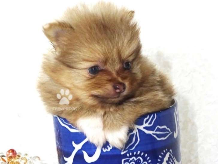 Magnifiques chiots Spitz Allemand nain miniature LOF