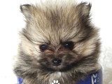 Magnifiques chiots Spitz Allemand nain miniature LOF