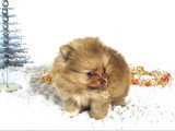Magnifiques chiots Spitz Allemand nain miniature LOF