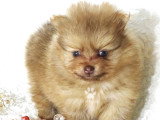 Magnifiques chiots Spitz Allemand nain miniature LOF
