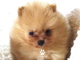 Magnifiques chiots Spitz Allemand nain miniature LOF