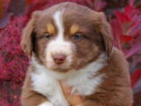 À réserver, chiots Berger Américain Miniature (LOF)