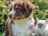 À réserver, chiots Berger Américain Miniature (LOF)