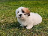 Chiots Coton de Tuléar LOF disponibles, élevés avec amour et passion
